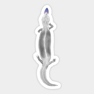 xray Blue tongue skink Sticker